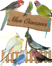 Mes oiseaux : Callopsittes - Bourke - Omnicolores - turquoisines - Inséparables